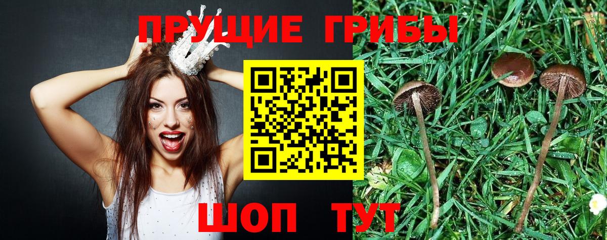 Рассказово  Псилоцибиновые грибы Psilocybe  Вход с VPN 